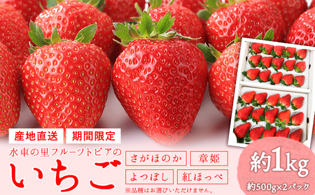 【先行予約】やかげのいちごギフトセット(さがほのか・章姫・よつぼし・紅ほっぺ) 約1kg(約500g×2P)《2027年1月中旬-2月末頃出荷》水車の里フルーツトピア岡山県矢掛町産 苺 果物 フルーツ
