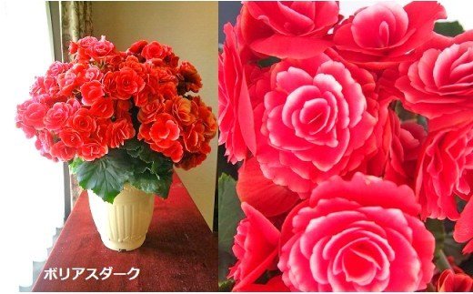 ベゴニア鉢植え「おまかせセット」