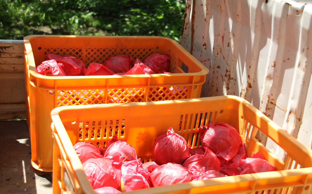 【先行予約】中野農園 梨 ”王秋梨” 5kg箱｜鳥取 岩美 梨 なし ナシ 赤梨 果物 フルーツ ※お届けは2026年11月以降【41017】