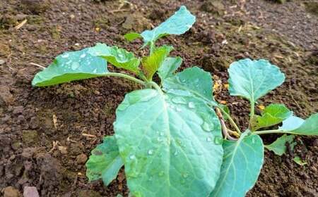 たわらファームの培養土 1袋 たわらファーム 培養土 家庭菜園 土 農業 肥料 畑 培土