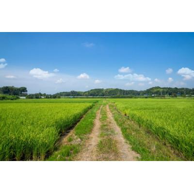 ふるさと納税 最上町 【無洗米】令和7年産山形県産雪若丸5kg |  | 01