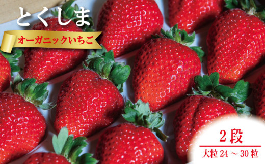 オーガニック いちご 大粒 約24～30粒 《1月末から5月発送》 有機JAS認証 ORGANIC 甘い 苺 イチゴ 果物 フルーツ 産地直送 新鮮 ストロベリー ジャム スムージー 期間限定 徳島 無農薬 完全無農薬 人気 ギフト プレゼント 贈答用 ケーキ スイーツ