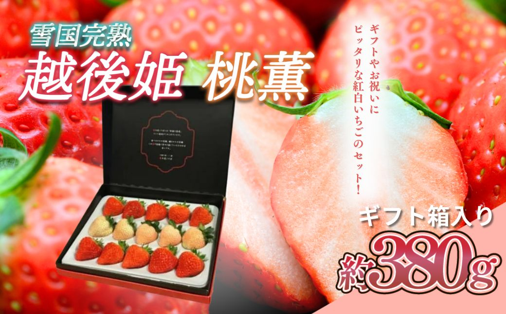 
                  先行予約  いちご 雪国完熟越後姫桃薫シングル(約380g)ギフト箱入り 食べ比べ セット イチゴ 苺 果物 フルーツ 新潟 苺の花ことば
                
