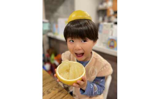 楽木工房 土佐 文旦 家庭用 10kg L 2L サイズ 土佐文旦 柑橘 みかん 果物 フルーツ 人気 ご家庭用 旬 爽やか 産地直送 期間限定 季節限定 ふるさと納税文旦 ふるさと納税柑橘 高知県 