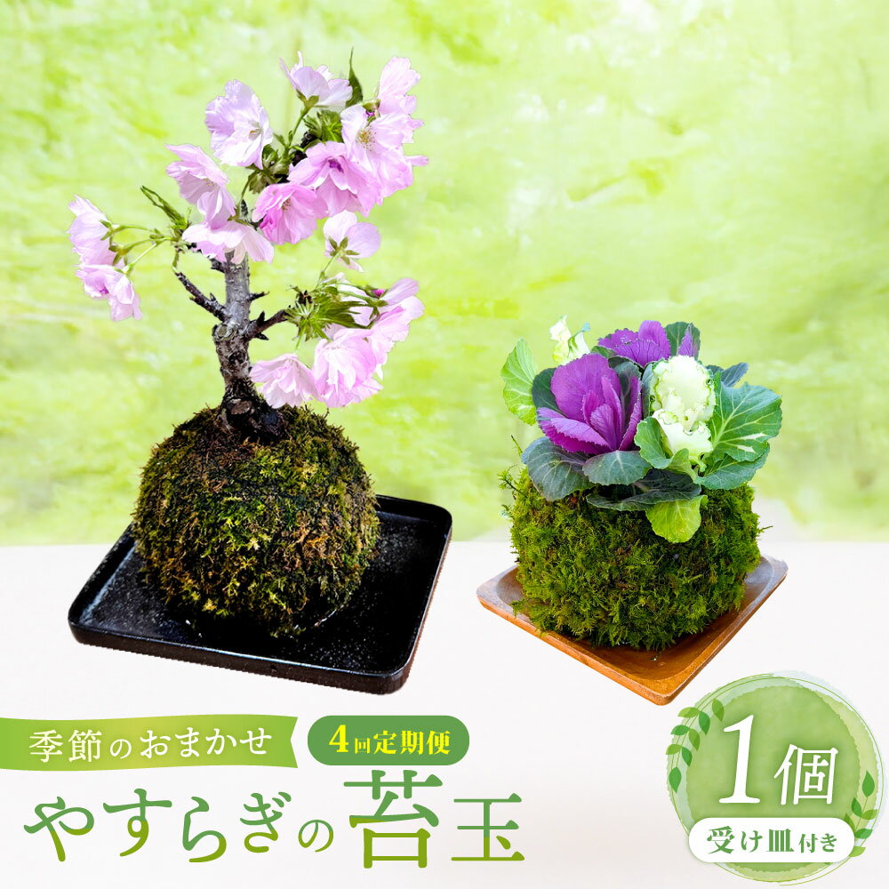 【ふるさと納税】【4回定期便】やすらぎの苔玉 1回あたり1個 計4個（ 1個×4回 ） 季節のお任せ苔玉 受け皿付き（直径12cm） 奇数月 3ヶ月毎 4回 苔 コケ 植物 リビング 玄関 オフィス デスク 和風 インテリア 日本製 大阪府 阪南市 送料無料