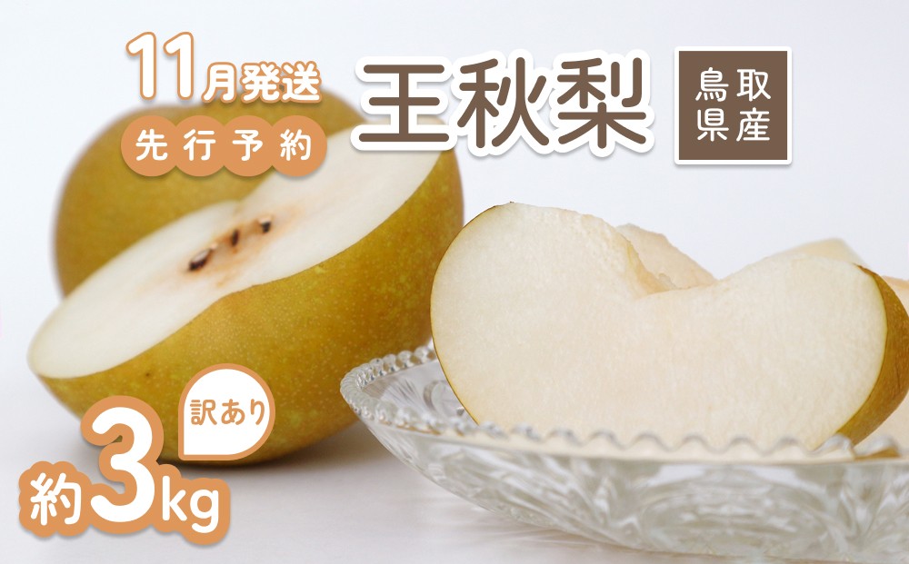 
                  【2026年 先行予約】訳あり 王秋梨 3kg｜鳥取 山根農園 梨 2026年収穫後 11月頃～順次発送予定※着日指定不可【41065】
                
