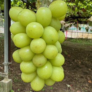 【2025年先行予約】藤田ぶどう園のシャインマスカット　約1kg【配送不可地域：離島】【1555319】