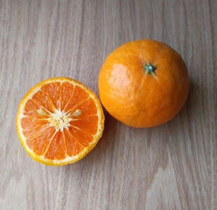 農家直送！なつみオレンジ 10kg 無選別≪秀品・訳あり品・サイズ混合≫【平武農園】～蛍飛ぶ町から旬の便り～