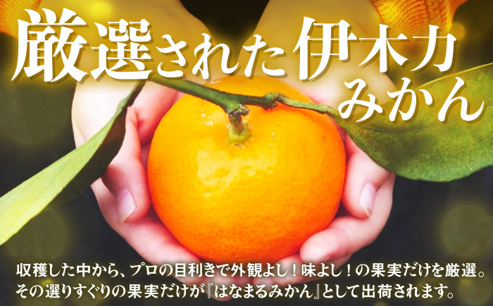 ※【2025年11月発送分／先行予約】伊木力みかん「はなまるみかん」（贈答用）5kg / 伊木力みかん みかん 蜜柑 ミカン 柑橘 / 諫早市 / 株式会社山野果樹園 [AHCF003]