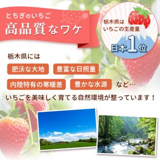 【1月発送】【先行予約】【数量限定】とちおとめ　280g × 4パック｜いちご イチゴ 苺