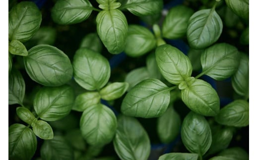 ピザ マルゲリータ 手作りピザ 冷凍ピザ 3枚 高糖度 フルーツトマト チーズ モッツァレラチーズ 朝採れ フレッシュ バジル トマト トマトソース 濃縮 tomato 野菜 やさい yasai 瞬間