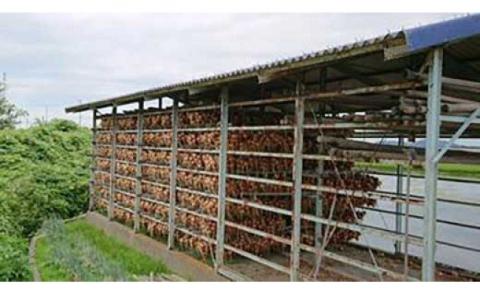 【新玉予約】淡路島の農家の嫁から直送「完熟新玉ねぎ 早生 ５㎏」◆配送4月末～