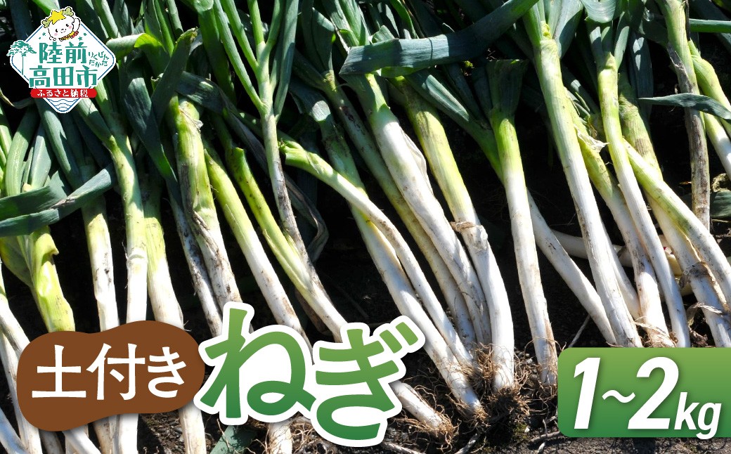 
            【先行予約】 長ねぎ(土付き)  内容量が選べる 約1kg / 約2kg 【 ねぎ 長ネギ 白ねぎ 根深ねぎ 産地直送 新鮮 料理 野菜 岩手県 陸前高田市 】 2025年11月下旬から発送予定
          