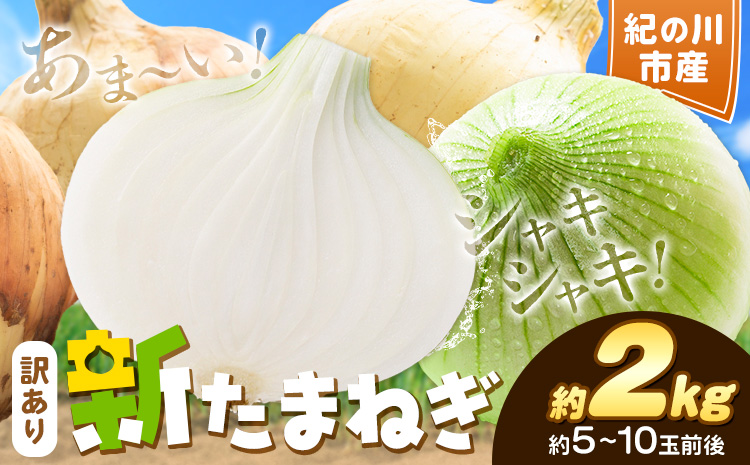 訳あり たまねぎ 新たまねぎ 新 玉ねぎ 紀の川市産 約2kg 不選別《5月下旬-7月中旬頃出荷》和歌山県 紀の川市 送料無料 野菜 玉葱 新玉ねぎ 新たま 旬 お取り寄せ 訳あり野菜