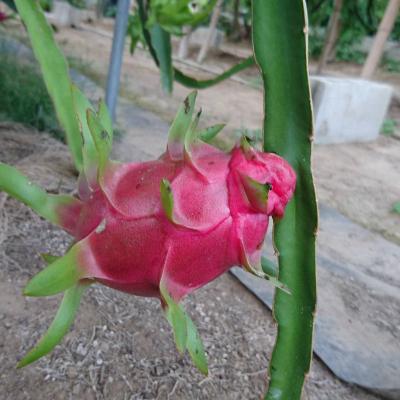 ふるさと納税 大刀洗町 【福岡県産】ドラゴンフルーツ　ホワイト　2kg(3〜7玉) |  | 02