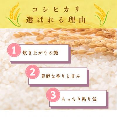 ふるさと納税 小浜市 令和8年産【新米】福井県産こしひかり　白米10kg |  | 01