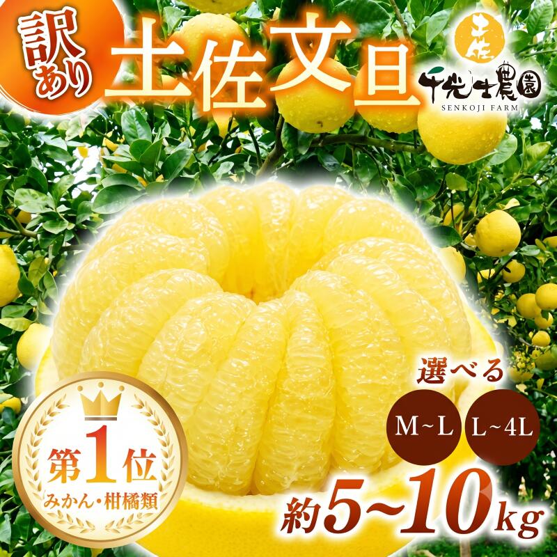 【ふるさと納税】 先行予約 訳あり 土佐文旦 選べる サイズ 5kg 10kg わけあり 果物 フルーツ 産地直送 国産 柑橘 文旦 ぶんたん 土佐ぶんたん 小玉 大玉 家庭用 高知県 安芸市 敬老の日 母の日 父の日 ※2月〜4月頃配送予定