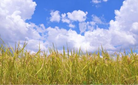 《 令和7年産 》米 もちもちで上品な食感「一番星」精米10kg ／ 米 こめ コメ お米 おこめ 一番星 新米 白米 ごはん 令和7年産 10kg 茨城県 利根町 送料無料