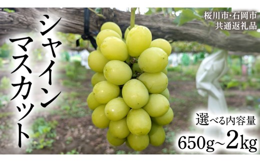 
                  《 2026年 収穫分 》 シャインマスカット 650g～750g 1.2kg 1.5kg 2kg (桜川市・石岡市共通返礼品) 先行予約 石田ぶどう園 国産 茨城県 桜川市 マスカット ぶどう ブドウ 葡萄 果物 くだもの フルーツ 旬 人気 採れたて 新鮮 産地直送 秋 贈答 ギフト [FB004sa00]
                