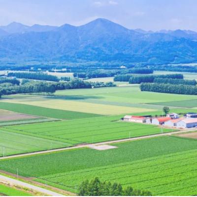 ふるさと納税 帯広市 令和6年産 北海道産 ゆめぴりか 無洗米 5kg |  | 03