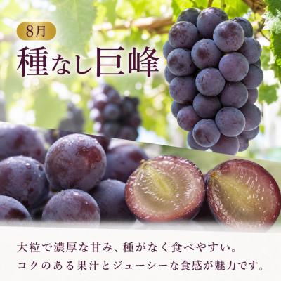 ふるさと納税 有田川町 【発送月固定定期便】紀州和歌山産旬のフルーツセット(種なし巨峰・シャイン・みかん)全3回 |  | 01