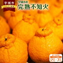 【ふるさと納税】 先行予約 完熟 不知火 【選べる内容量】(約2kg/約3kg/約5kg/約7kg) 高橋果樹園 サイズ不揃い Mサイズ～2Lサイズ しらぬい 柑橘 熊本県産 九州産 国産 送料無料 【2025年2月上旬から3月下旬発送予定】