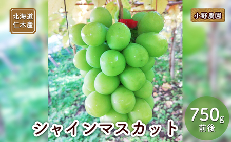 シャインマスカット 小野農園 北海道産シャインマスカット【750g前後】