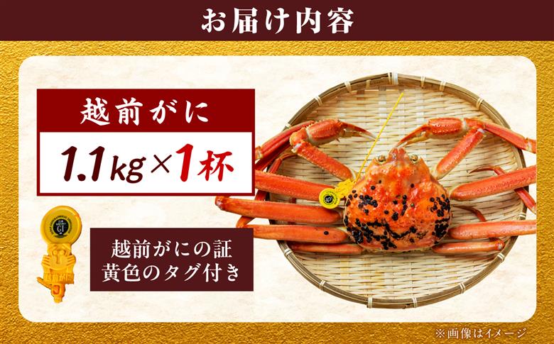 【先行予約/11月18日より順次配送】【訳あり】越前がに 1.1kg×1杯 茹で 福井県産ズワイガニ 脚折れ・欠け / かに カニ 蟹 越前ガニ ズワイガニ ボイル / 小浜市 / 一進わかさ【配送不