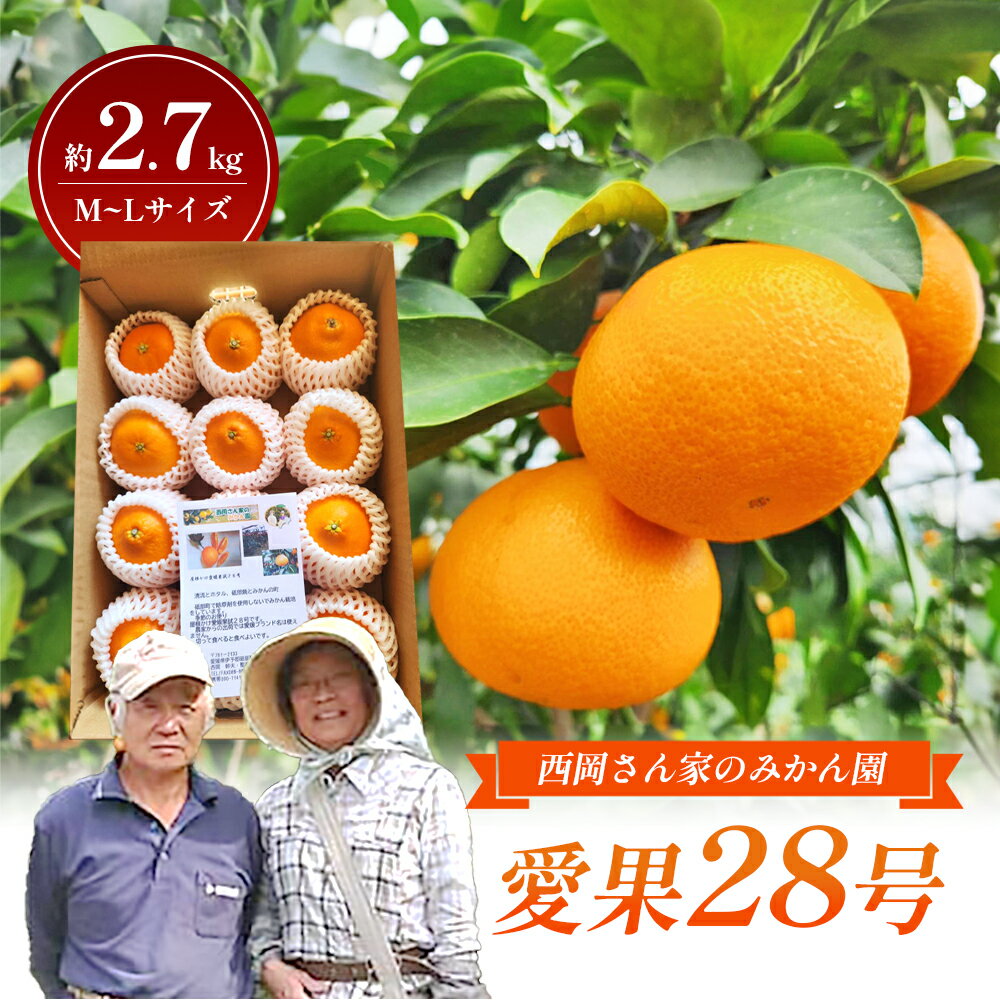 【ふるさと納税】【数量限定】「愛果28号」M～Lサイズ 約2.7kg ネット包み平箱1段 〈愛果28号 みかん 柑橘 甘い ゼリー 愛媛 砥部町 産地直送 高級〉　お届け：2025年12月15日～2026年2月中旬