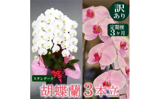 母の日 ギフト 花 人気 【定期便3ヶ月】【訳あり】胡蝶蘭 3本立て 白 スタンダード お祝い プレゼント 贈り物 贈答 須崎洋蘭園 SY30000