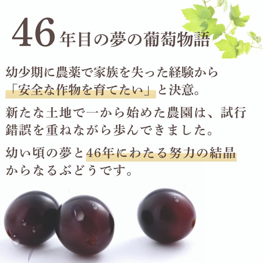ぶどう 【先行予約】 ぶどうの粒 9粒（直径28mm以上）[2026年産] ぶどう ブドウ 葡萄 ピオーネ ぴおーね ぶどうの粒