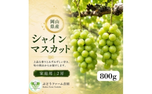 【家庭用】岡山県産シャインマスカット　計800g(2房)【1779421】