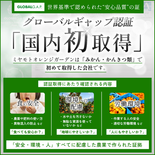 八幡浜産 愛媛みかん【贈答用】15個入り のし付き【C25-167】【1536565】 YWTAP108