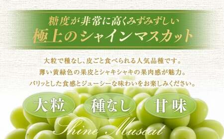 【定期便2回】 ［種なし］ 岡山県産 クイーンニーナ ・ シャインマスカット 1kg箱（2房入り）【2026年9月上旬発送開始】 ／ ぶどう ブドウ 葡萄 大粒 種なし 種無し フルーツ 果物 くだも