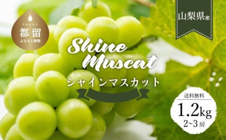 【2025年先行予約】【山梨県都留市ふるさと納税】クール便配送　山梨県産シャインマスカット1.2kg(2～3房)　都留市、シャンマスカット、贈答、プレゼント、先行予約、クール便 ぶどう　葡萄　ブドウ　おやつ　高級フルーツ　フルーツ　社員　シャイン