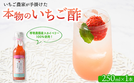 琴寄農園産スカイベリー100％使用 いちご農家が手掛けた「本物のいちご酢」 無添加 飲む果実酢 4倍希釈タイプ