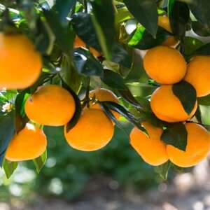 [秀品]和歌山有田みかん約5kg(MサイズまたはLサイズのいずれかをお届け) (日高町)【1217613】