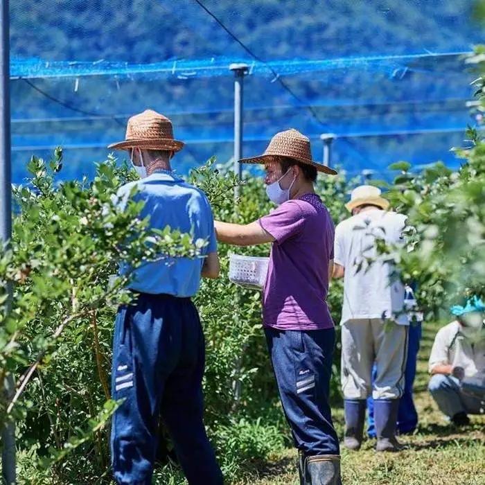 Fuji Berry 果実入り紅茶（3袋）NSAA012