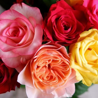 【バラ専門生産者直送】バラの花束(色とりどり36～38本)【クール便】【配送不可地域：離島・沖縄県】