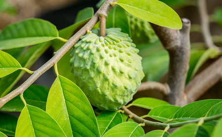 A1-22548／【家庭用】 垂水産温泉アテモヤ 1kg 森のアイスクリーム 希少な国産アテモヤ 訳あり