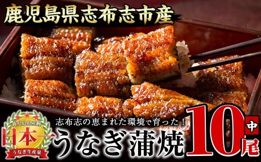【二の丑(7/31)までに配送】うなぎの大楠＜中＞10尾セット計1.3kg(130g×10) e9-001-us2