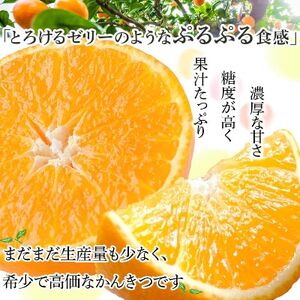 【訳あり】紅まどんなと同品種! 愛媛限定栽培柑橘 愛媛果試28号 3.5kg【C25-133】【1166250】