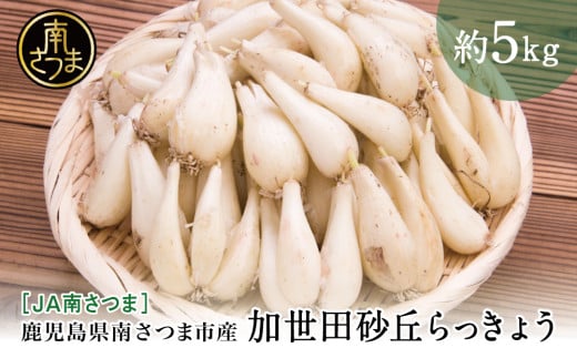 ◆5月中旬発送開始◆【鹿児島県南さつま市産】加世田砂丘らっきょう 約5kg ラッキョウ サラダ 天ぷら かき揚げ 酢味噌 特産品 野菜 旬 期間限定 JA 南さつま市