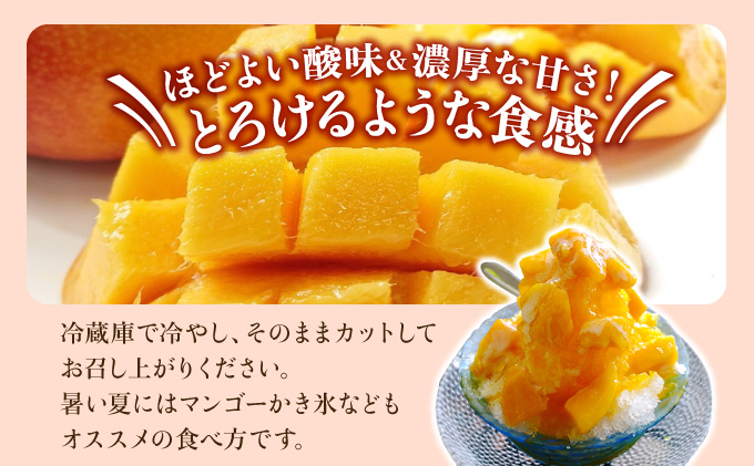 2025年 先行予約 栽培期間中 減農薬 アップルマンゴー 約1kg 2〜4玉 アナナス農園 完熟 マンゴー 果物 フルーツ