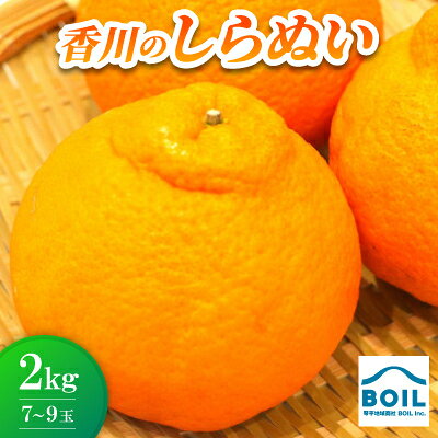 【ふるさと納税】しらぬい(デコポン)約2kg(7～9玉)【配送不可地域：離島】【1680222】