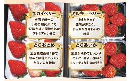 いちご4品種 食べ比べセット 1,920g （とちあいか・とちおとめ・ミルキーベリー・ スカイベリー） 《1月～4月の期間で発送》 澳原いちご農園 | いちご 苺 イチゴ フルーツ 果物 産地直送 栃