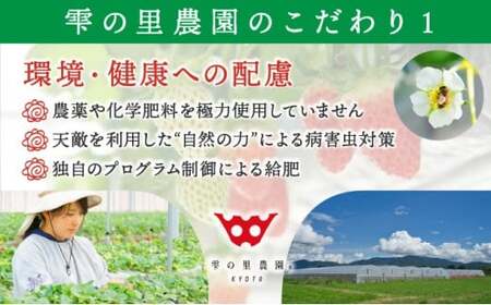 【来シーズン先行予約】亀岡産いちご 女峰 2箱 イチゴ