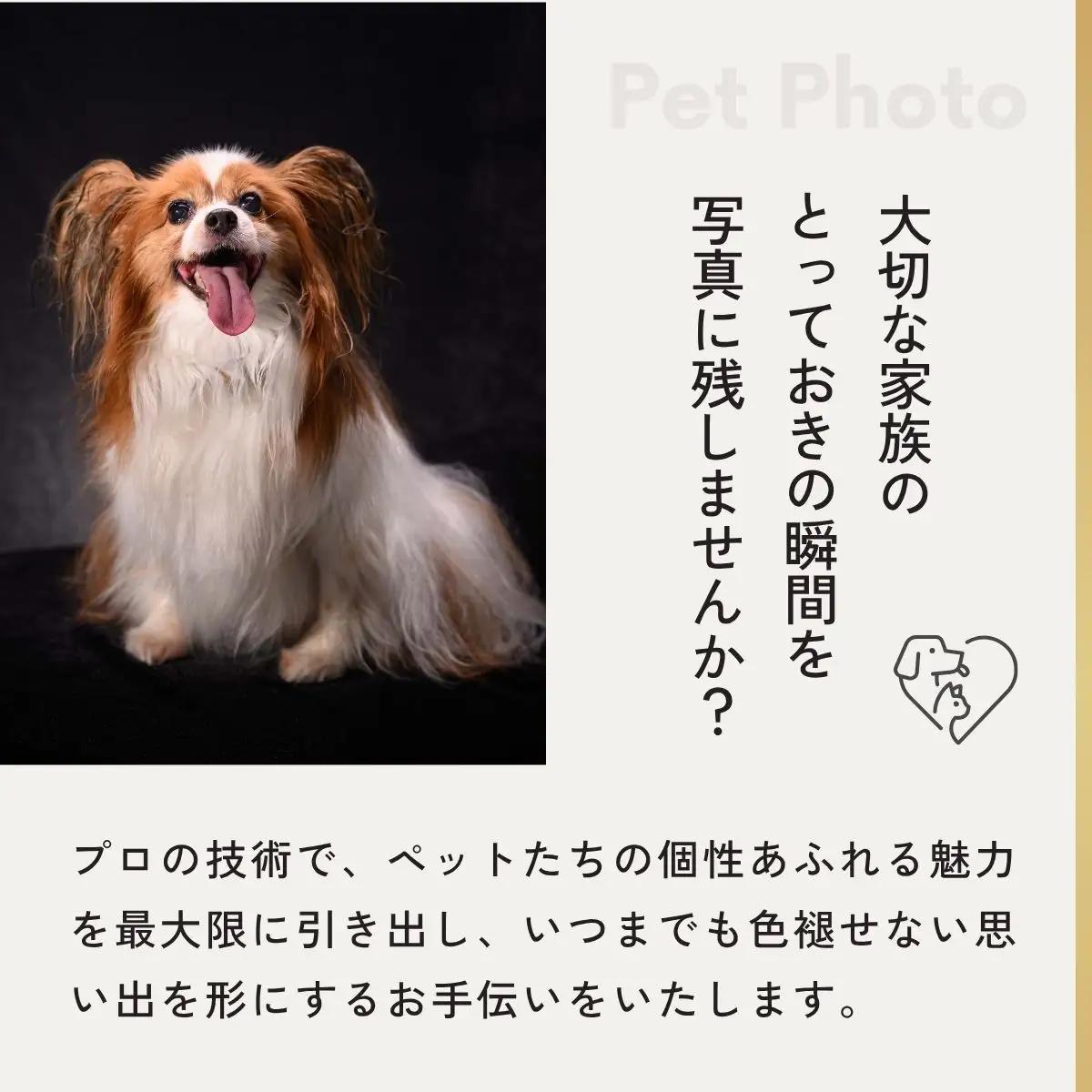 ペットとご家族のためのプレミアムフォト撮影体験 チケット | ペットフォト 記念写真 狭山市