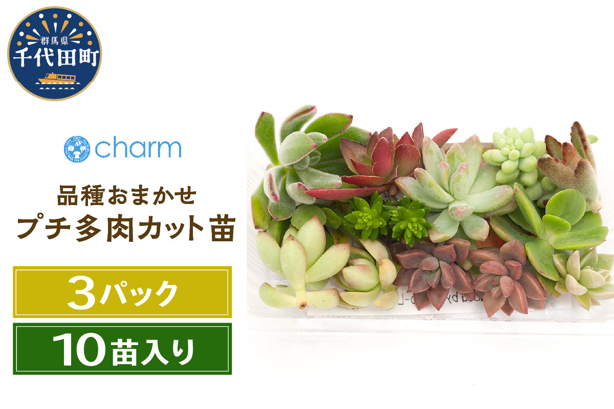 
観葉植物 おまかせプチ多肉 カット苗 １０苗入り（３パック） 群馬県 千代田町 インテリア ナチュラル かわいい リラクゼーション 室内栽培 プレゼント ギフト 贈答用 送料無料 趣味 風水 緑 ライフスタイル 人気 オススメ 初心者 玄関 リビング キッチン 株式会社チャーム
