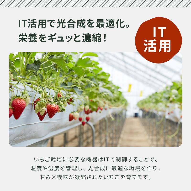 【100%果肉＆果汁で作った！】農家のホンモノ いちごジャム 240g 3本セット｜五つ星ひょうご認定 国産 砂糖不使用  八百ちゃんいちご
